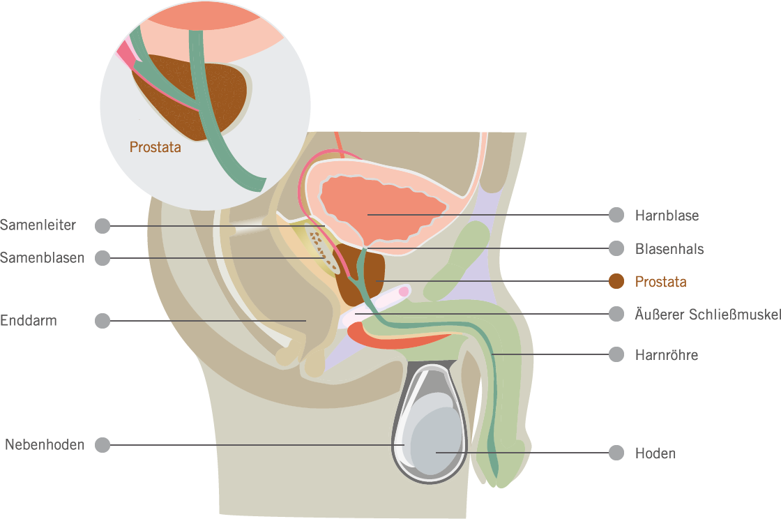 Anatomische Darstellung einer Prostata.